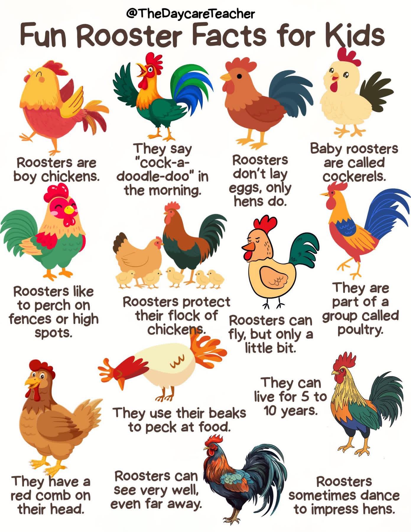chickensrock @TheDaycareTeacher Fun Rooster Facts for Kids