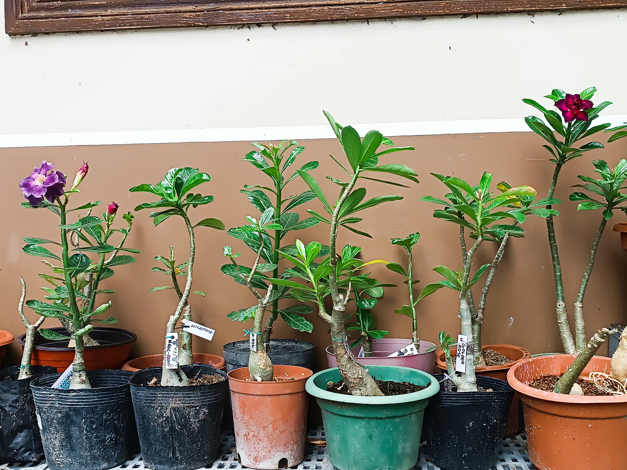 MJ's Adenium Flower Garden Philippines | Iloilo City