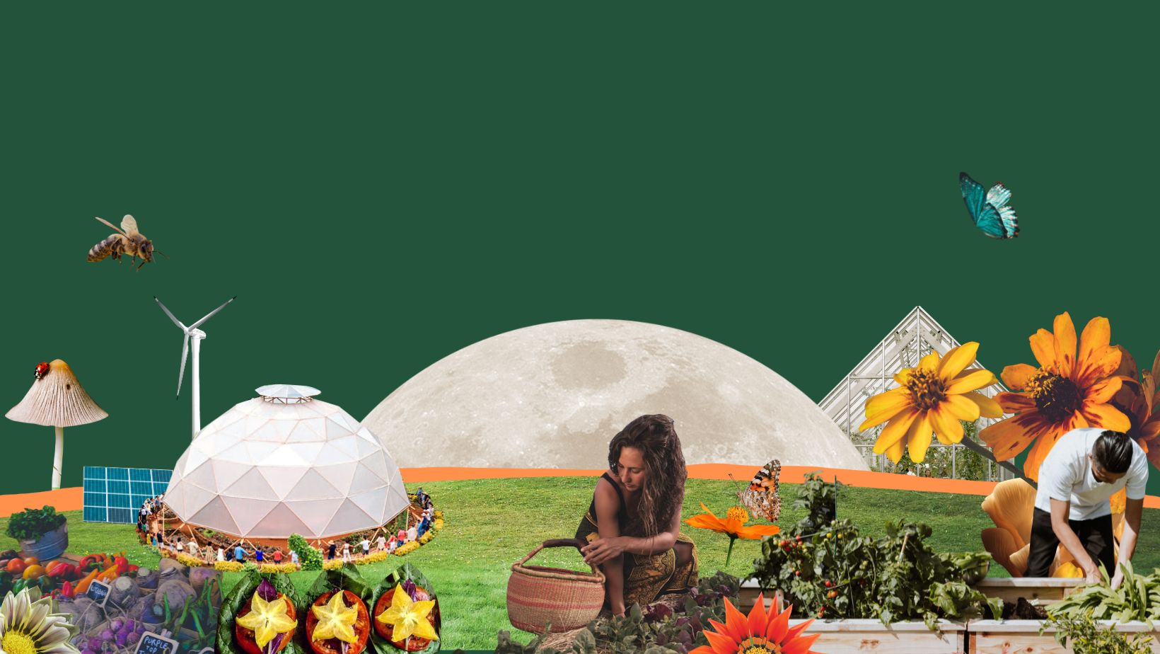 Gotu kola increases... - White Rabbit Institute of Healing | Facebook