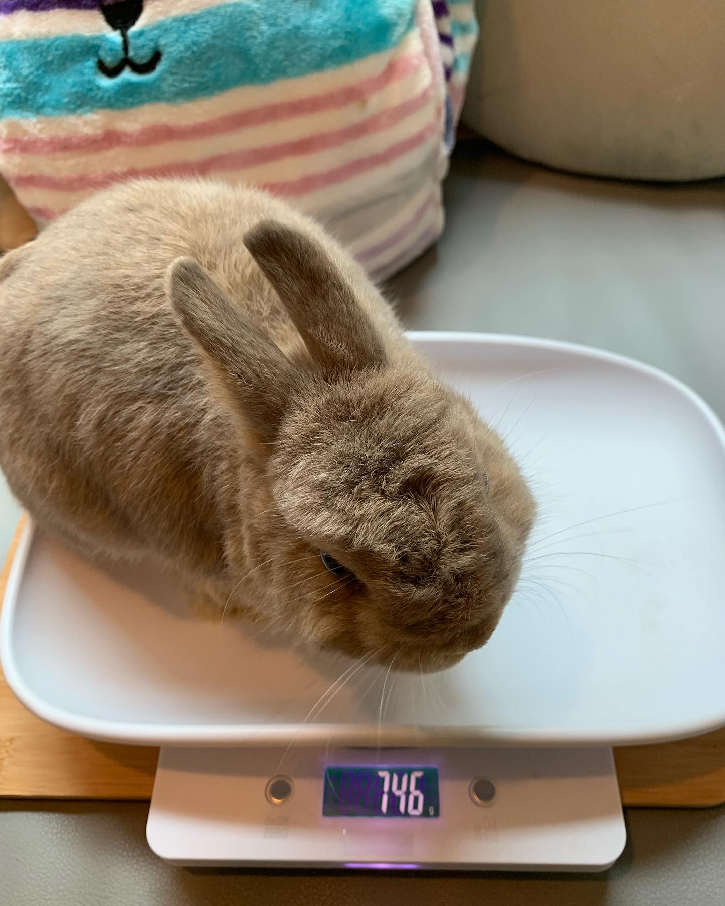 She’s with Rabbit ชีวิตกระต่าย