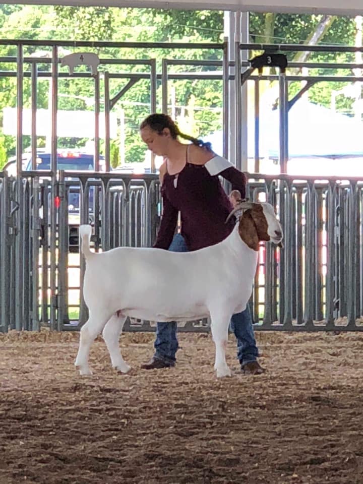 Roper Farm Boer Goats | Gosport IN