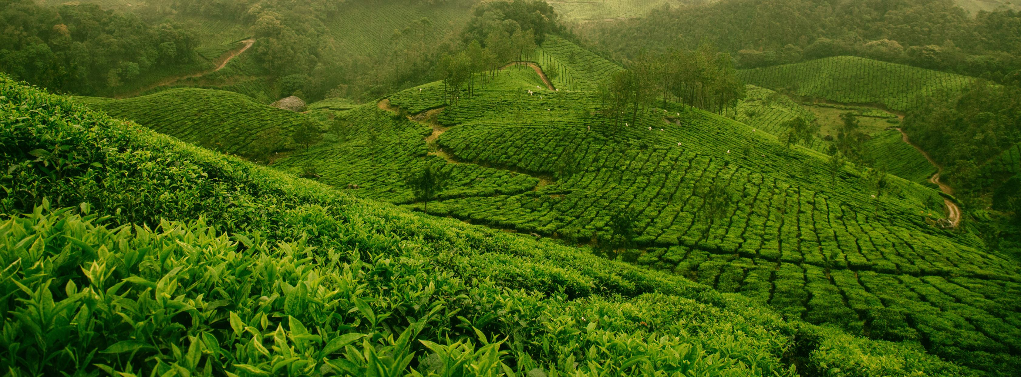 Pahadi Tea