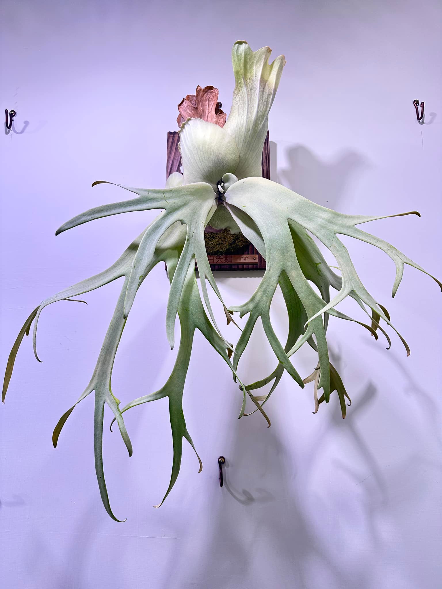 白天鵝P.Willinckii cv white swan 母株來源: 鵡力對蕨側芽已拆芽3.5個