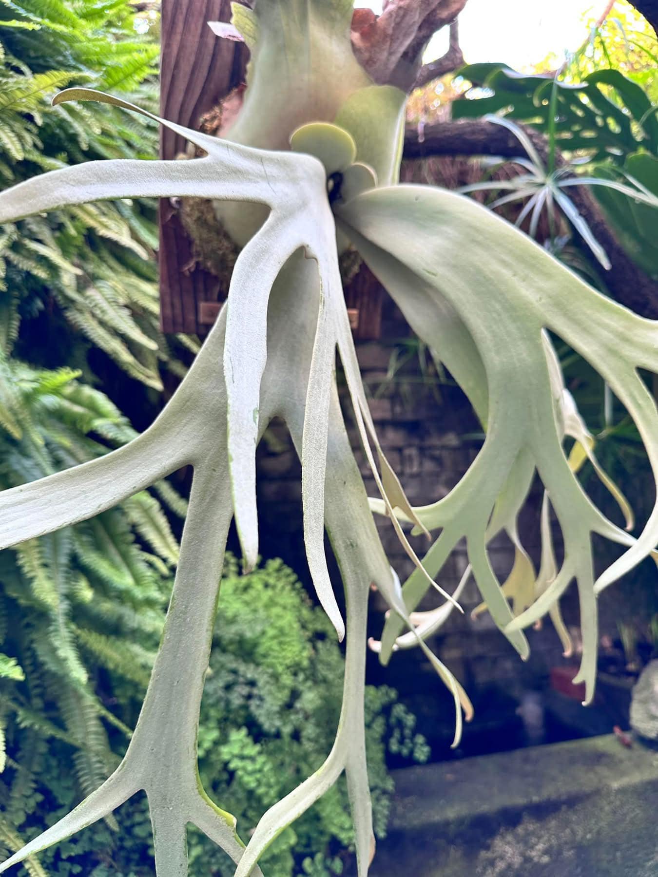 白天鵝P.Willinckii cv white swan 母株來源: 鵡力對蕨側芽已拆芽3.5個