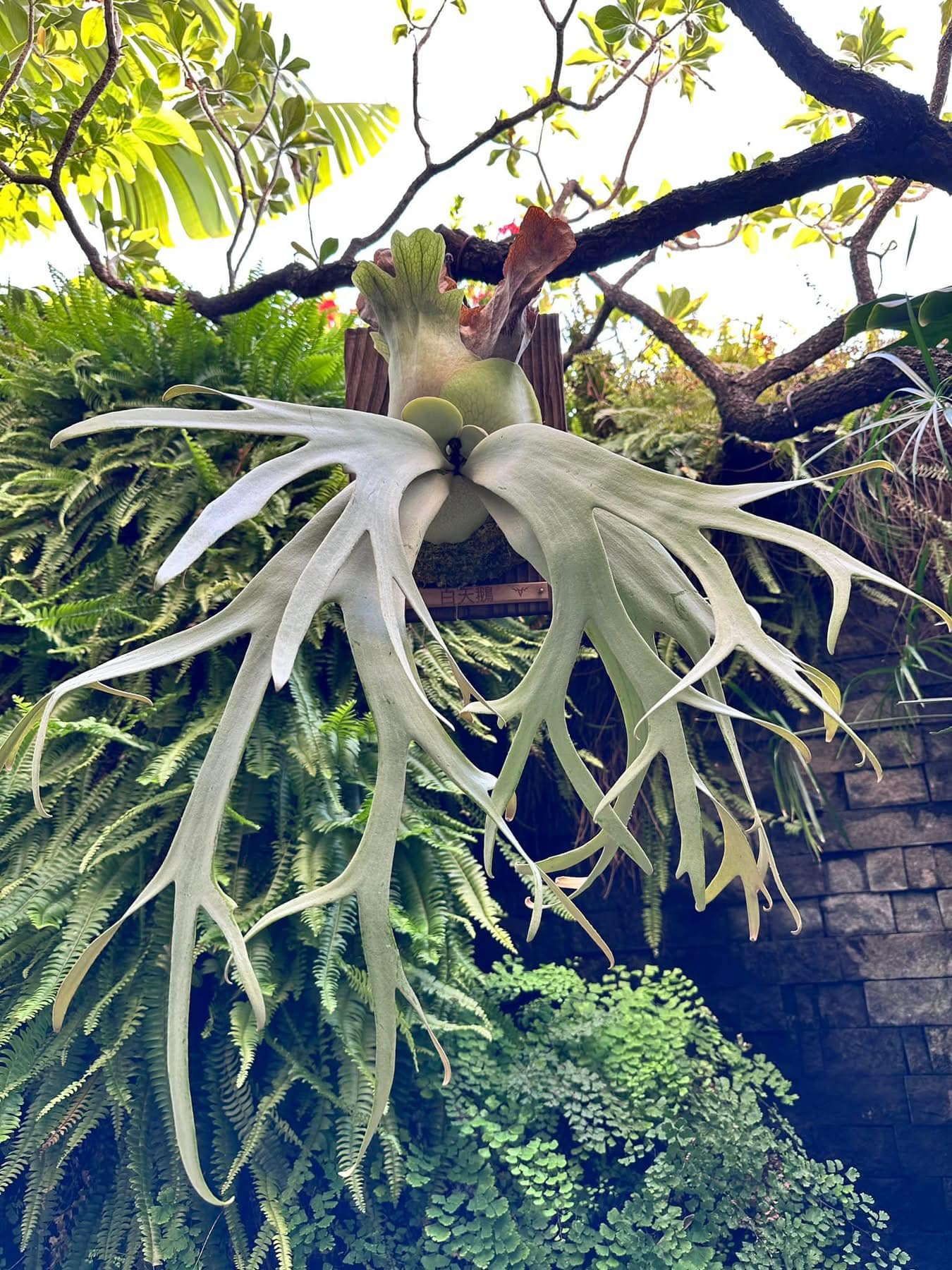 白天鵝P.Willinckii cv white swan 母株來源: 鵡力對蕨側芽已拆芽3.5個