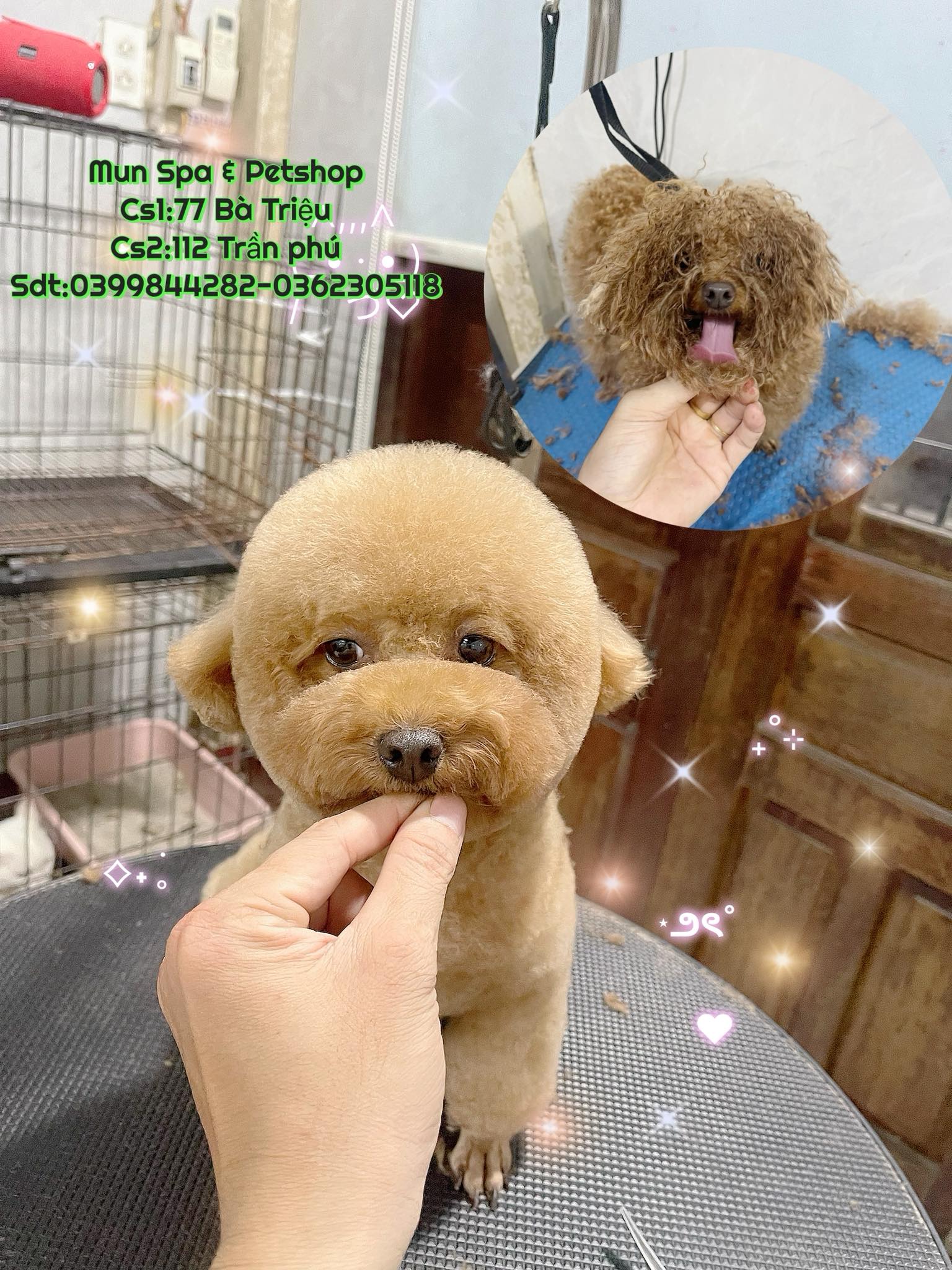Mun - 🥰Bánh Xương Orgo Cho Chó Bổ Sung Canxi & Sạch Răng 4 Vị 🥰Thông ...