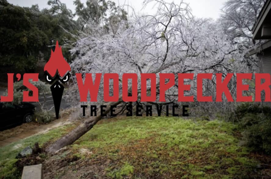 J’S Woodpecker Tree Service | Woodstock GA
