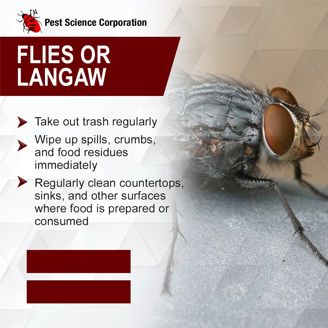 Pest - Are flies disrupting your home or business environment? These ...