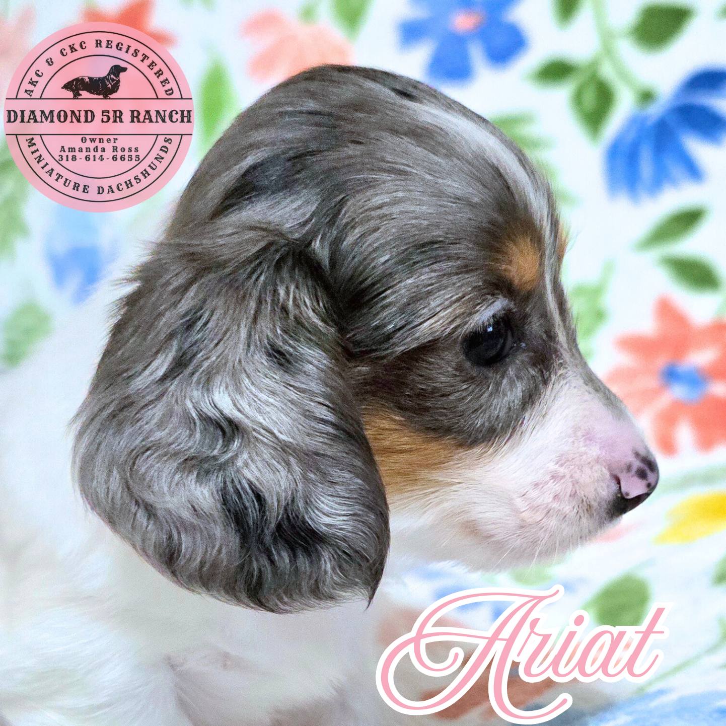 Diamond 5R Ranch... - Diamond 5R Ranch Miniature Dachshunds