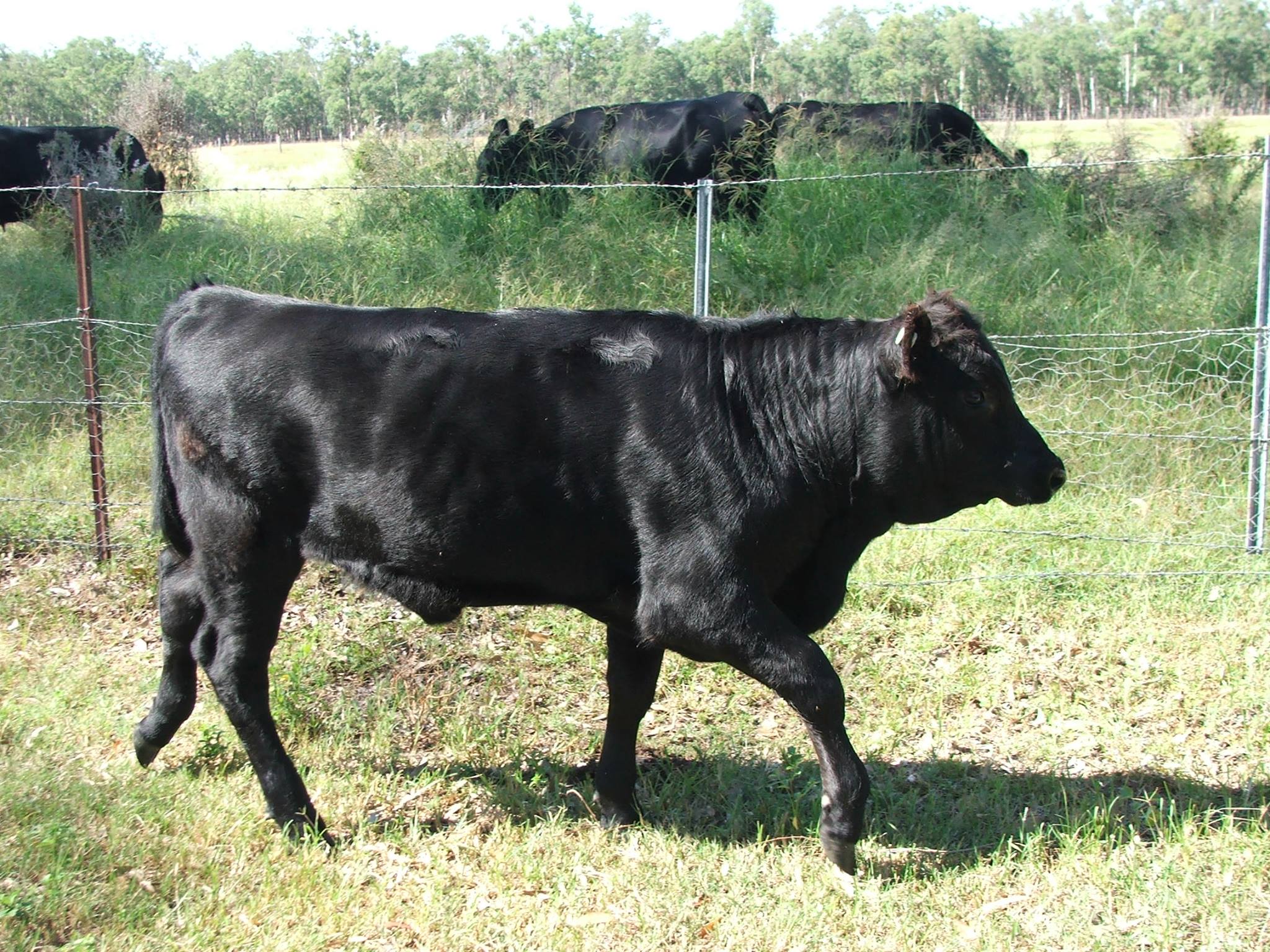 Springhaven Farm