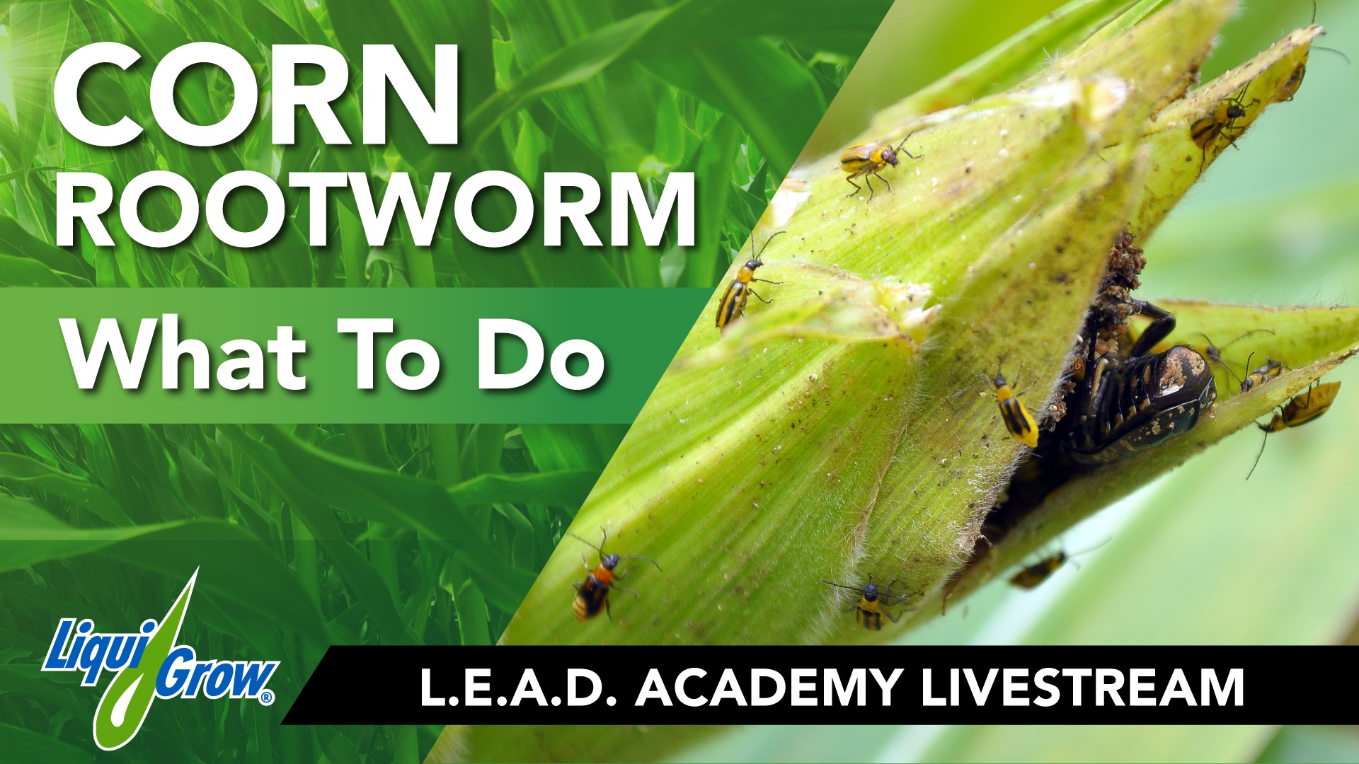 Liqui-Grow - Rootworms got you down, (and your corn twisted)? Join us ...