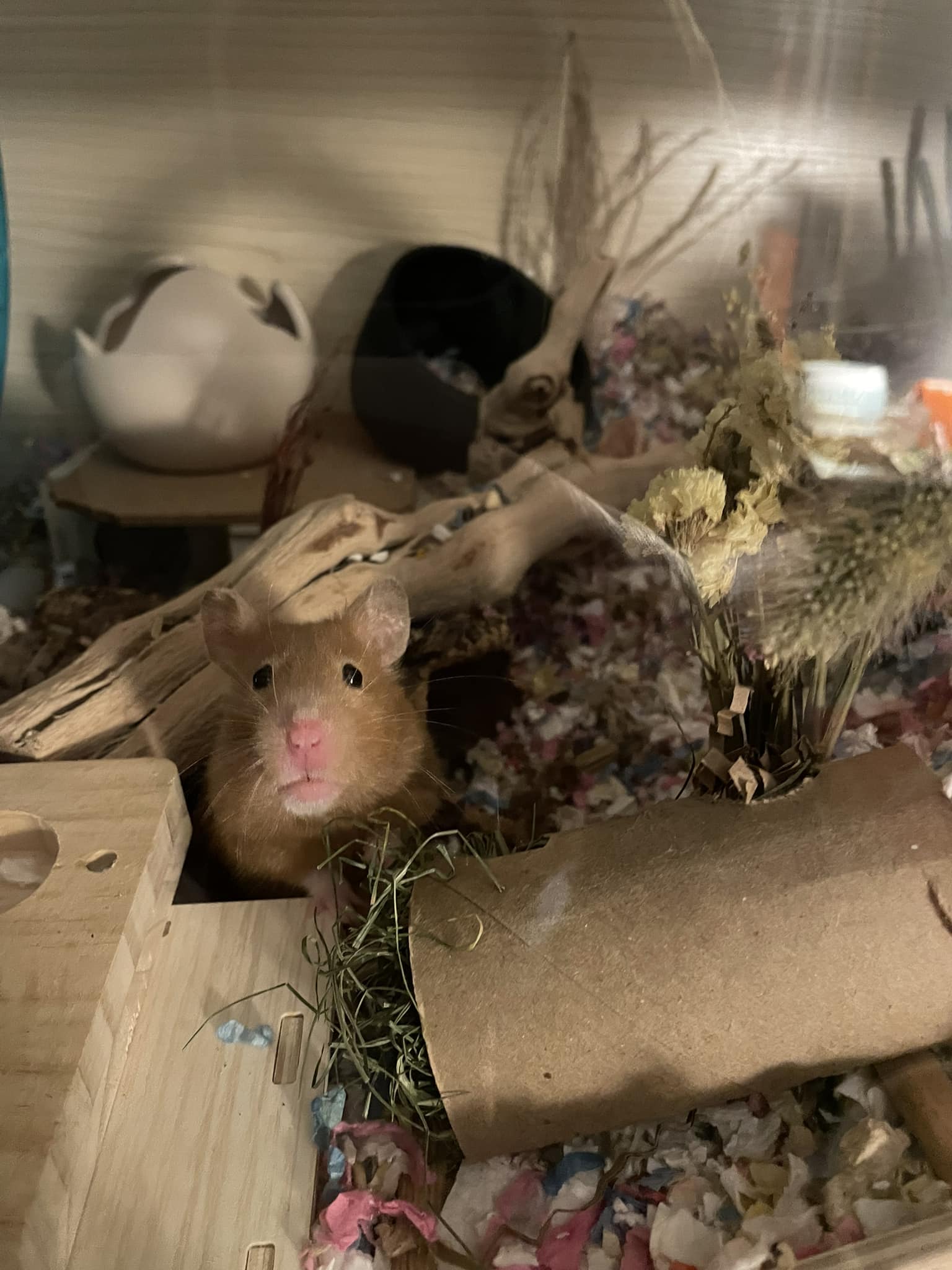Hamster Owners | Facebook
