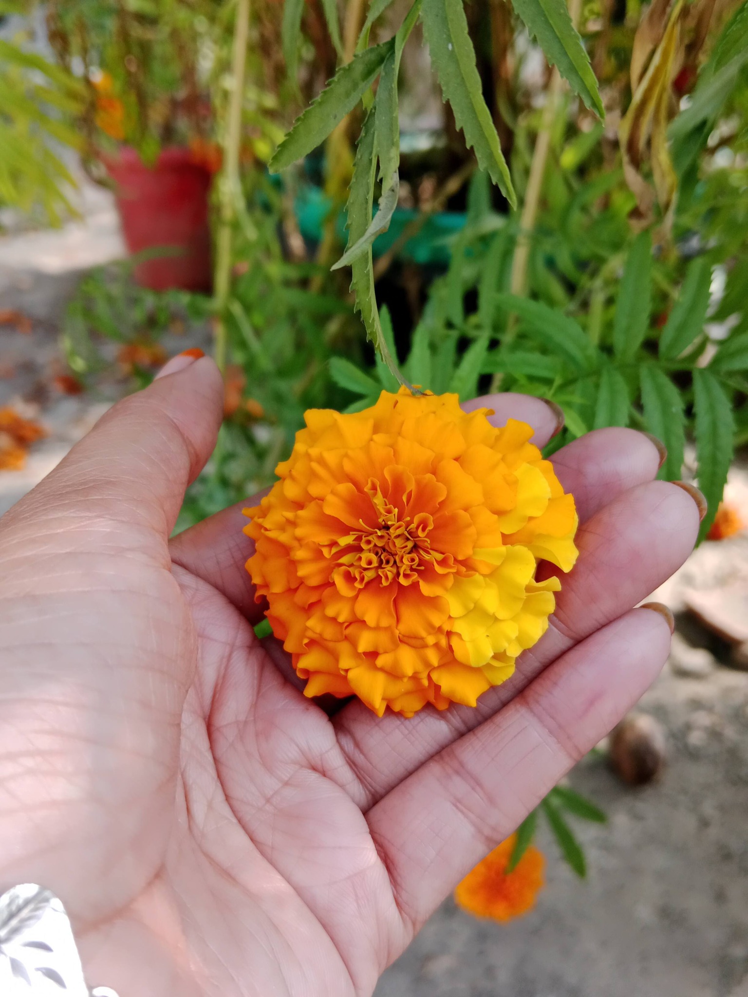 Munia Rahman Munu
