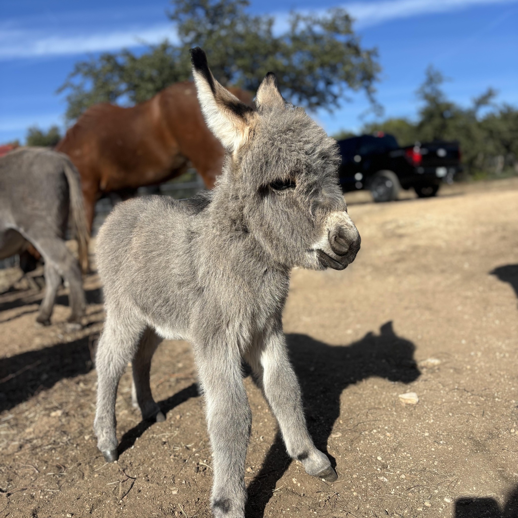 Salty Dog Ranch | Round Mountain TX