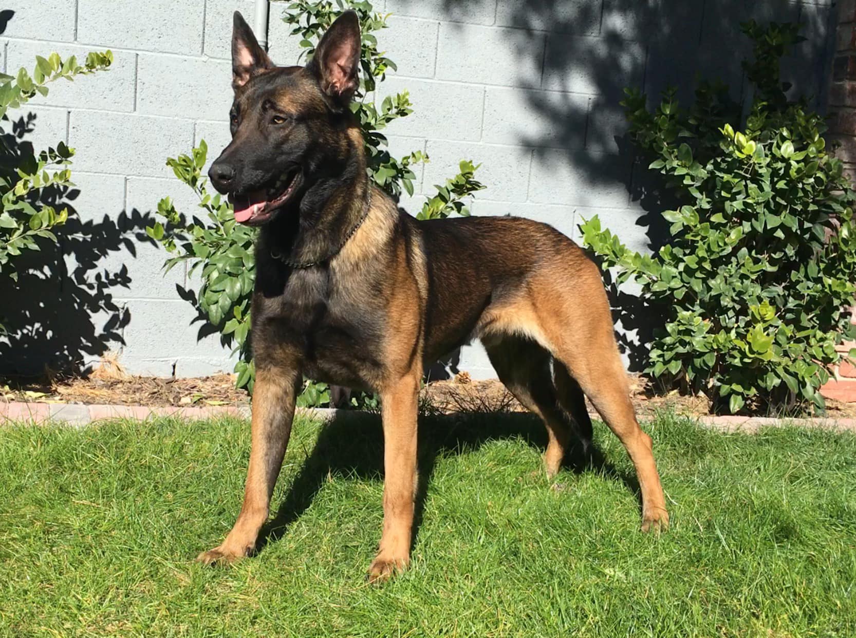 Command Dogs Protection Services