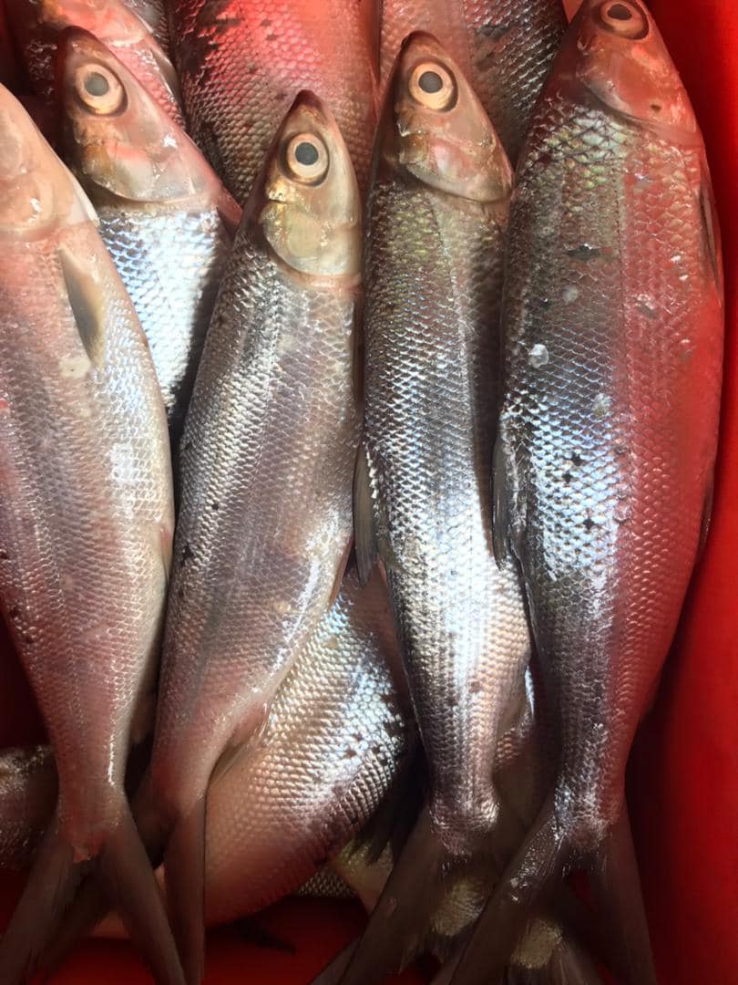 Aishwa Fish | Tawau
