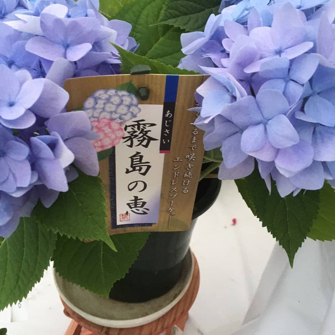 フラワーアクシス たくみ スタッフオススメ 四季咲き紫陽花 霧島の恵 Facebook