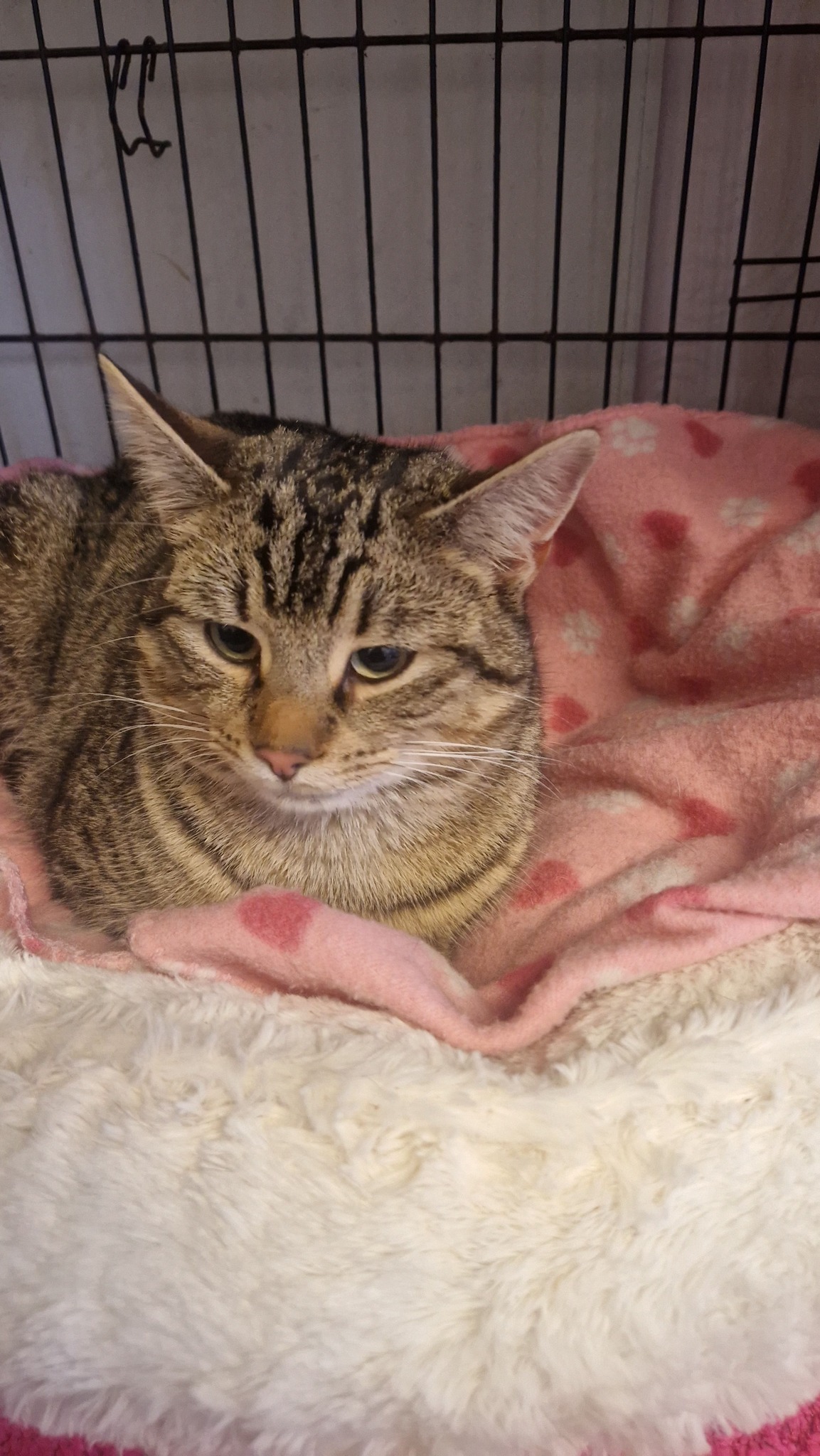 County - Everyone meet our new boy Leo aged around 10 months He came in ...
