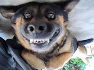 Lancashire Police Dog Unit - CALLING BALL MAD DOGS!! Do you have a ...