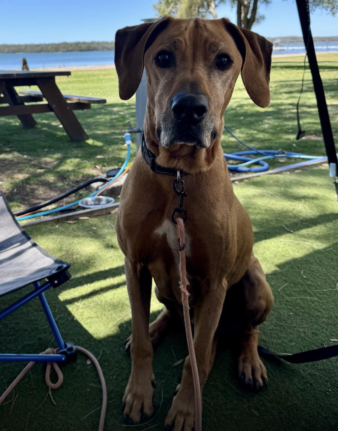 Rhodesian Ridgeback... - Rhodesian Ridgeback Rescue Australia