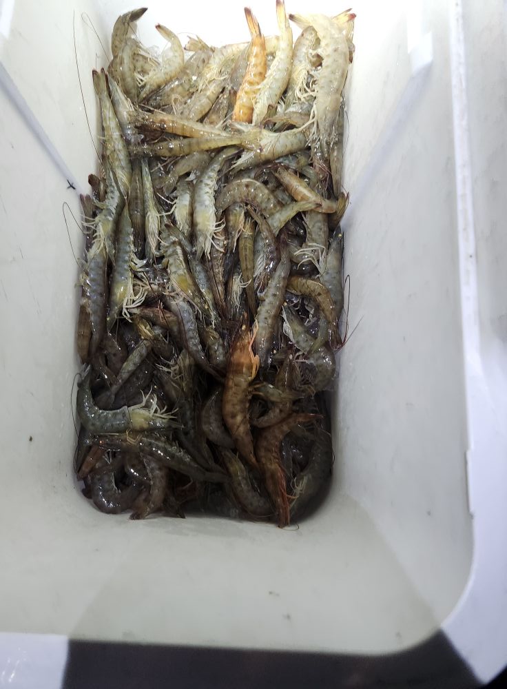 brevard county cast net fishing Forestry Supplies Monofilament Bait Finding Fish & Wind Protection
