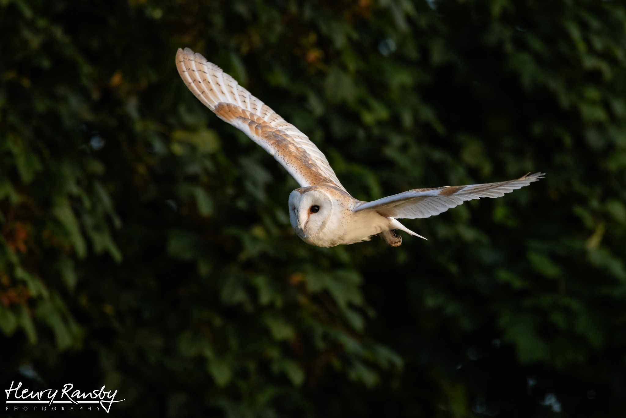 Henry Ransby Photography