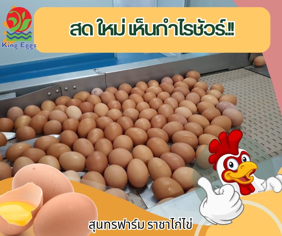 คิงส์ เอ้กส์ - ราชาไข่ไก่ - King Eggs - หมดปัญหาขายไม่มีกำไร รับไข่ ...