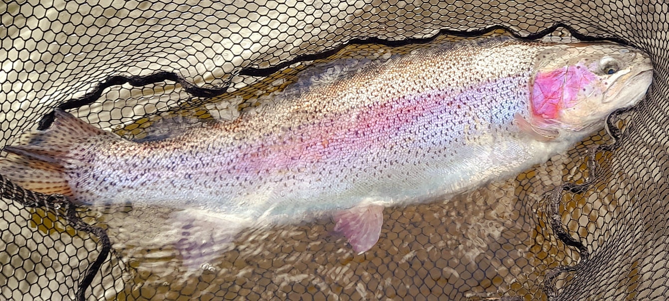 A Huge Congratulations to David 👏.... - Ledyatt Trout Fishery