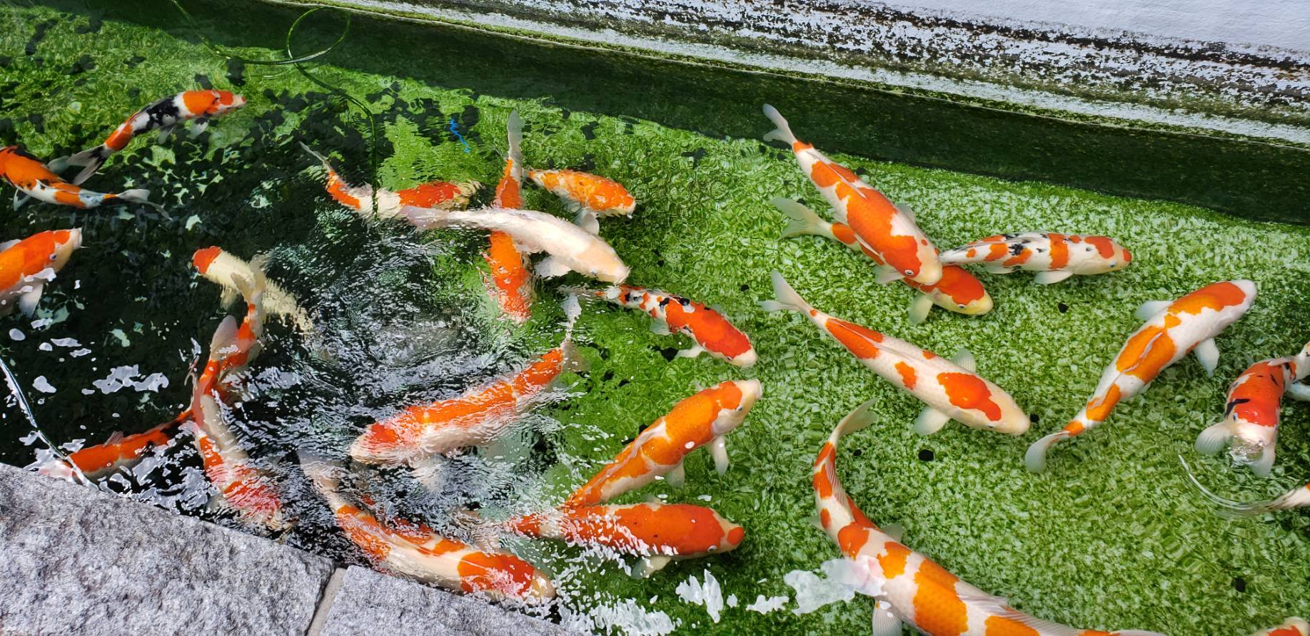 てんてん手毬 松江しんじ湖温泉 - はい、みぃです。 まだまだ、暑いですね。 じとっ～とした感じが嫌ですね。 これは、堀川地ビール館の鯉たち ...