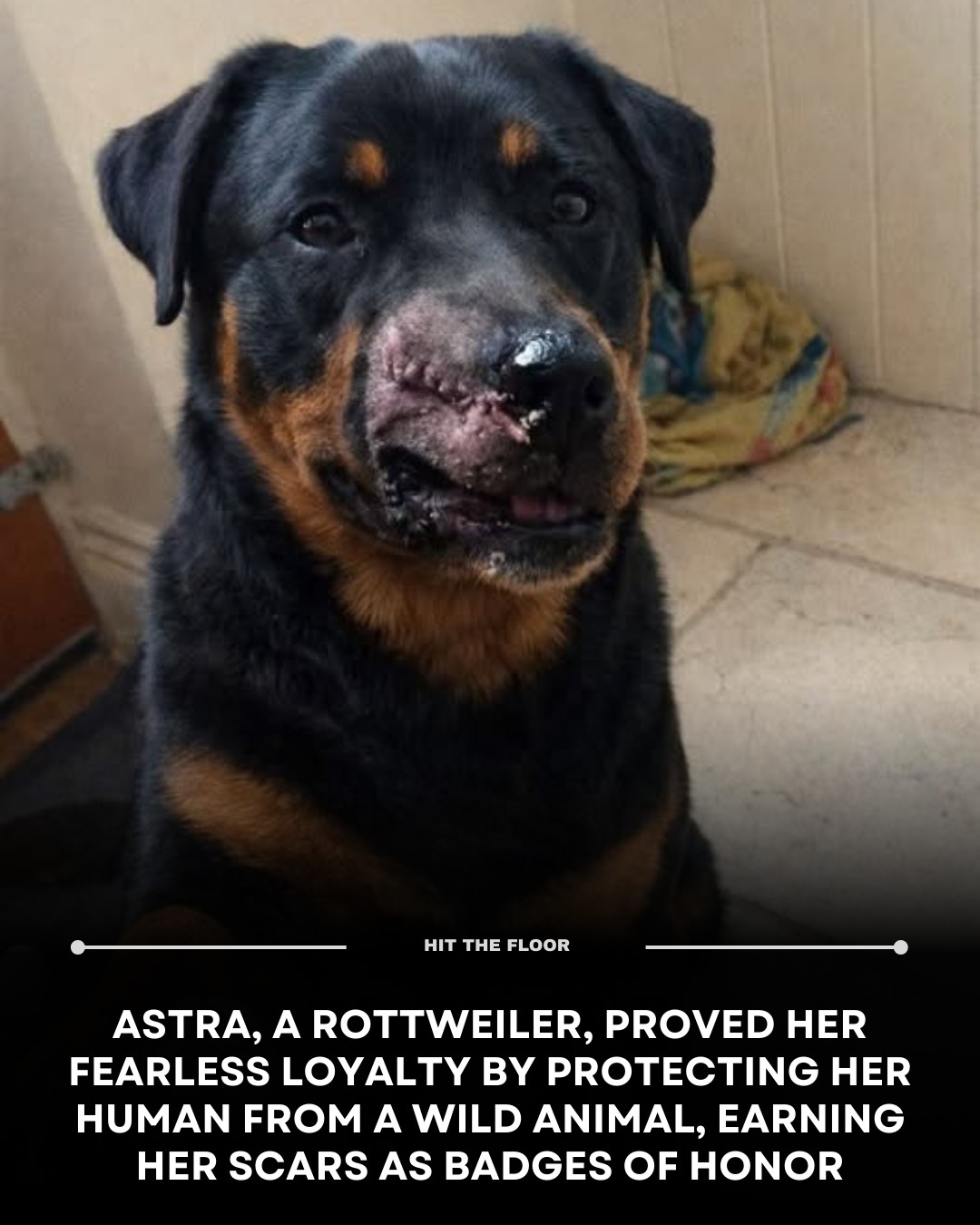 Hit - With a heart as fearless as a lion, meet our Rottweiler Astra ...