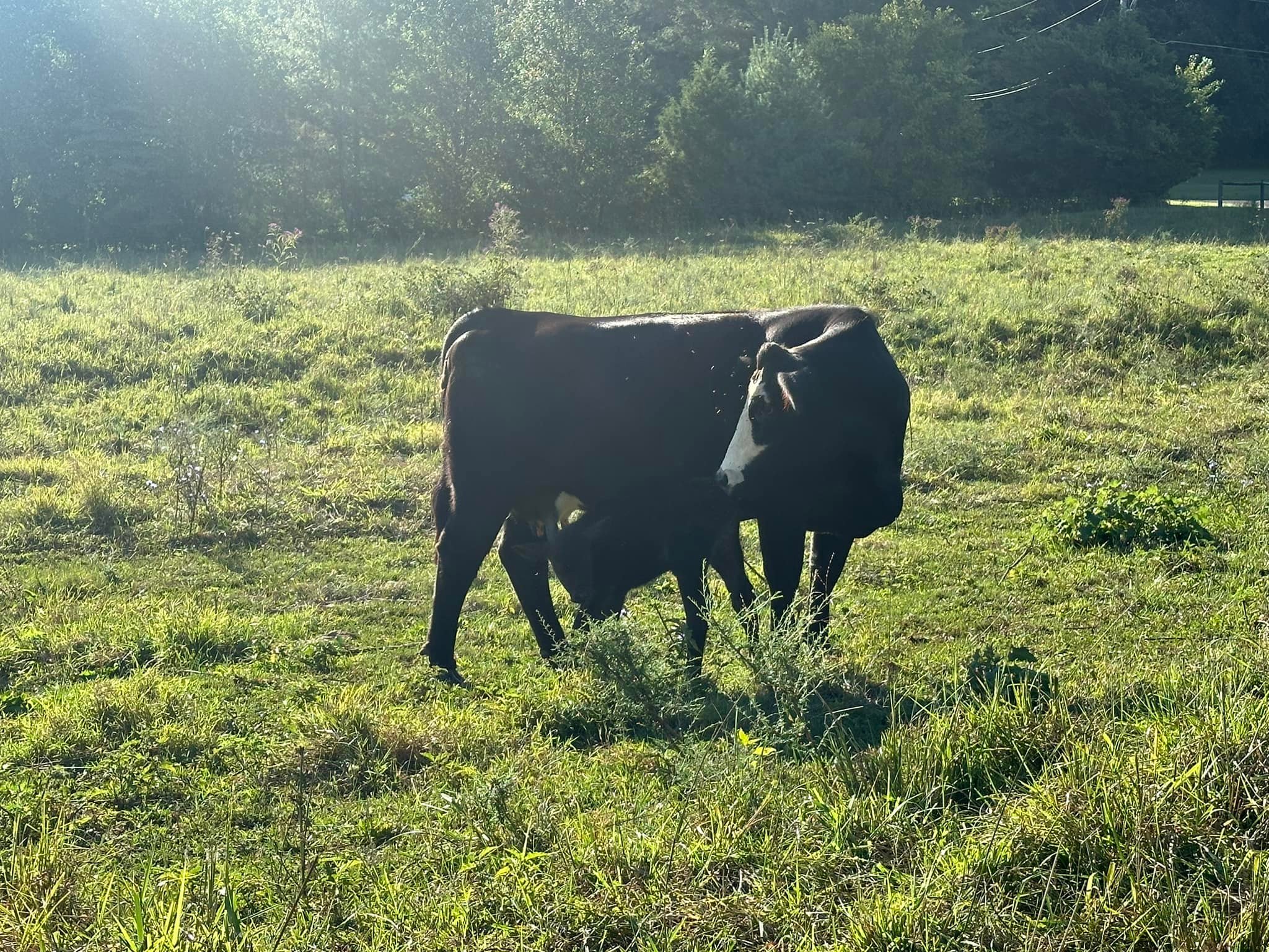 Red Ridge Farm