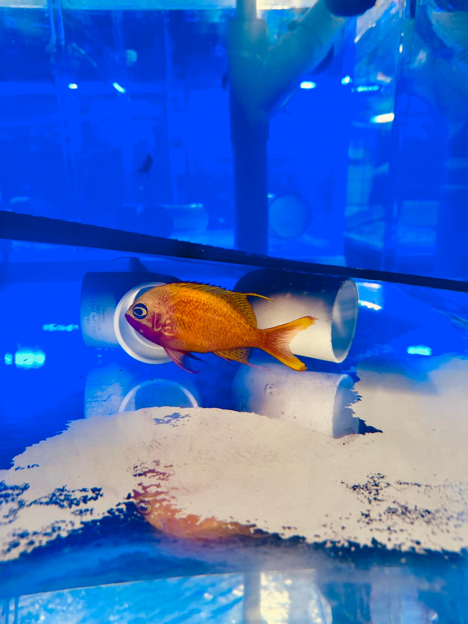 deepwatwr box fish Acrylic Display Case Showcase,Acrylic Shooting Deep Water Tank,Small Betta Tank,Floating Photo Props Clear Deep Water Tank,Portable Food Cosmetic Storage (Color : 5mm-Clear, Size : 20x20x40 : Electronics Sorting the Boxfishes