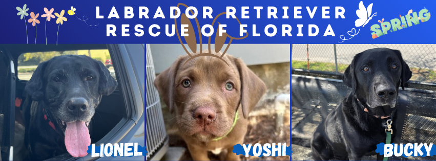🚐🐕‍🦺 The Great Tucker... - Sunshine State Labrador Rescue | Facebook