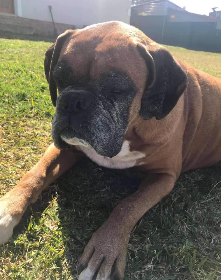 💙🐾 BOXERS HAVE BEEN HOMED 💙🐾 UPDATE- OWNER IS LEAVING ON FRIDAY- She ...