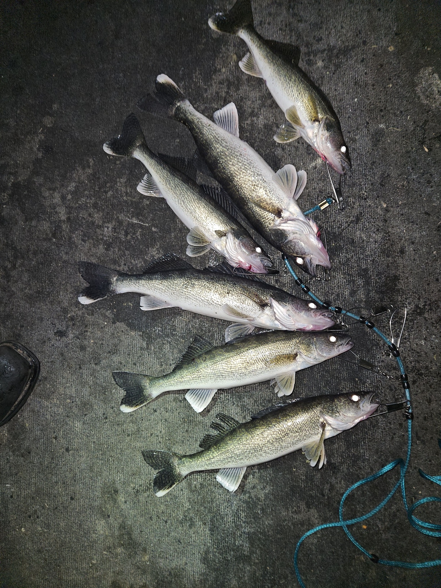 50lb mono fishing line Triple Fish Monofilament Leader 50yd Clear Select LB Test::60 LB Ande Premium Mono is roller YakAttack SideStage Pro Rod