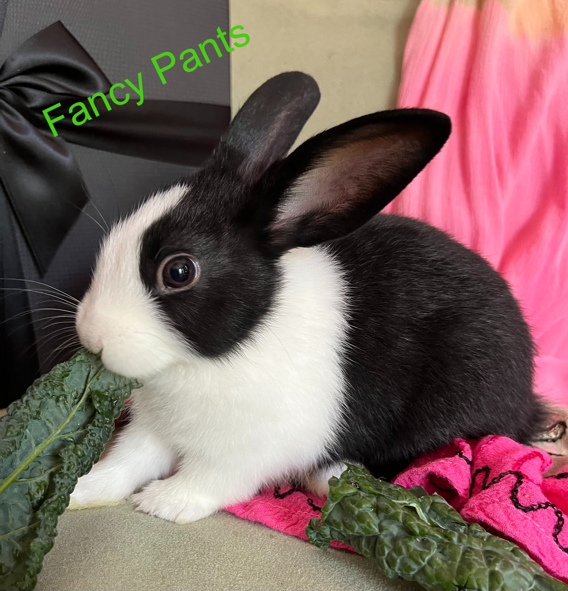 East Bay Rabbit Rescue | Livermore CA