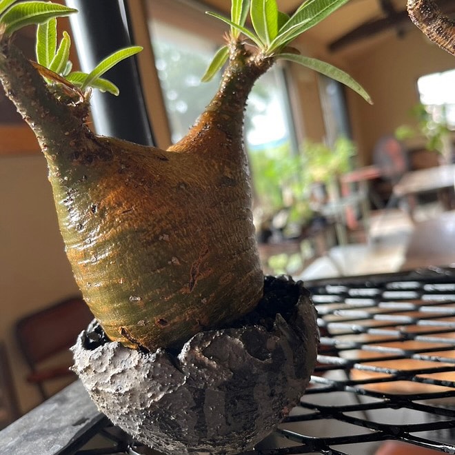 塊根植物 陶器鉢 ⠀ 「砂漠シリーズ」 ⠀ 新しく4品追加いたしました