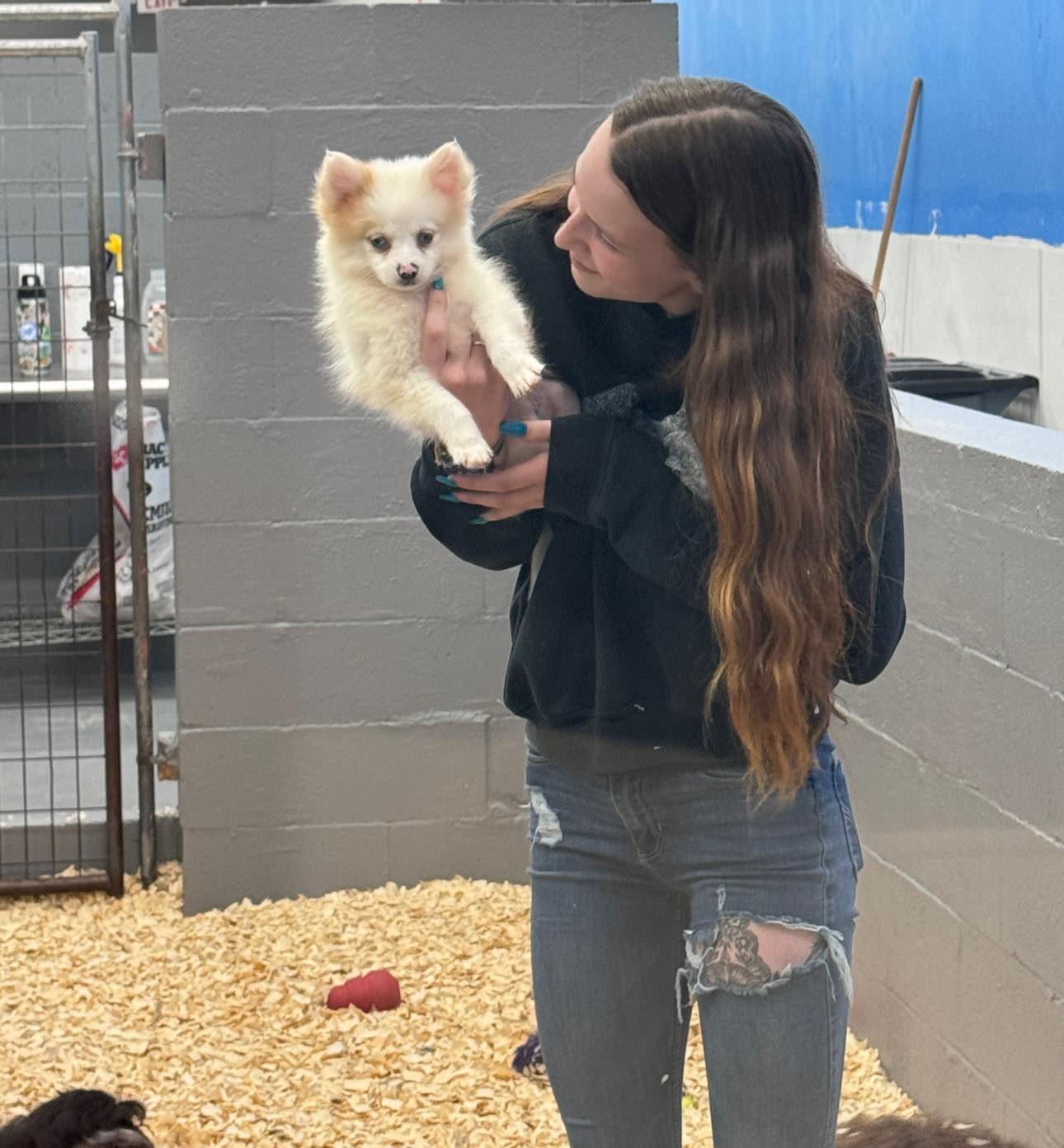 Update: We have... - Save all Dogs Rescue 501C3 Non Profit
