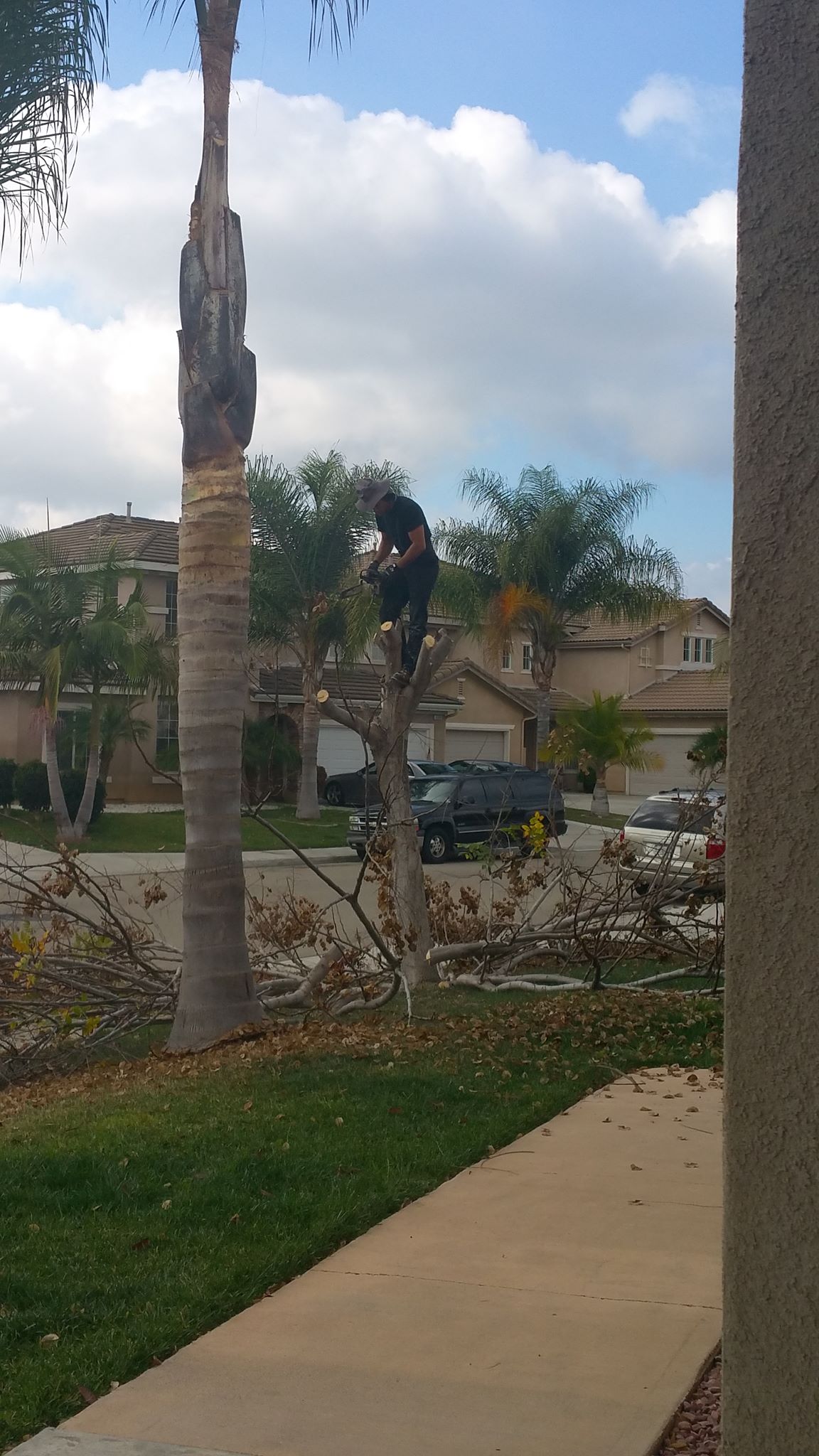 Master Tree Services | San Diego CA