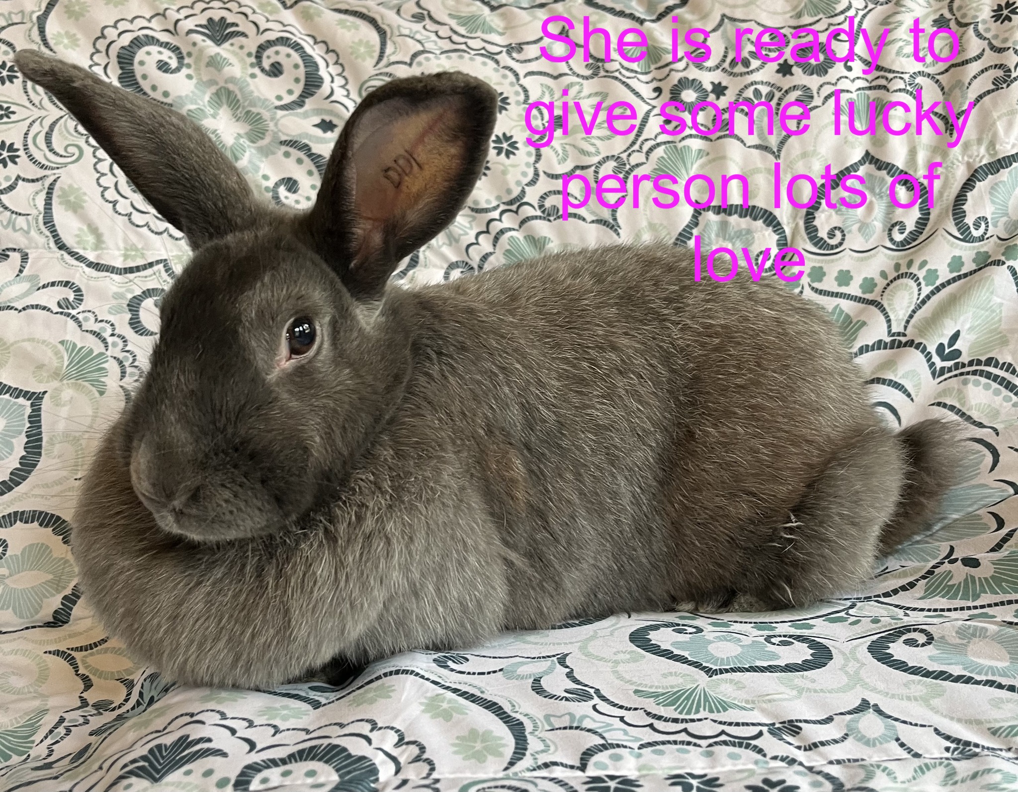 East Bay Rabbit Rescue | Livermore CA