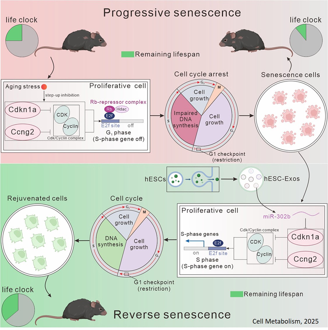 Science - Reversing the arrest of senescent cells to overcome aging ...