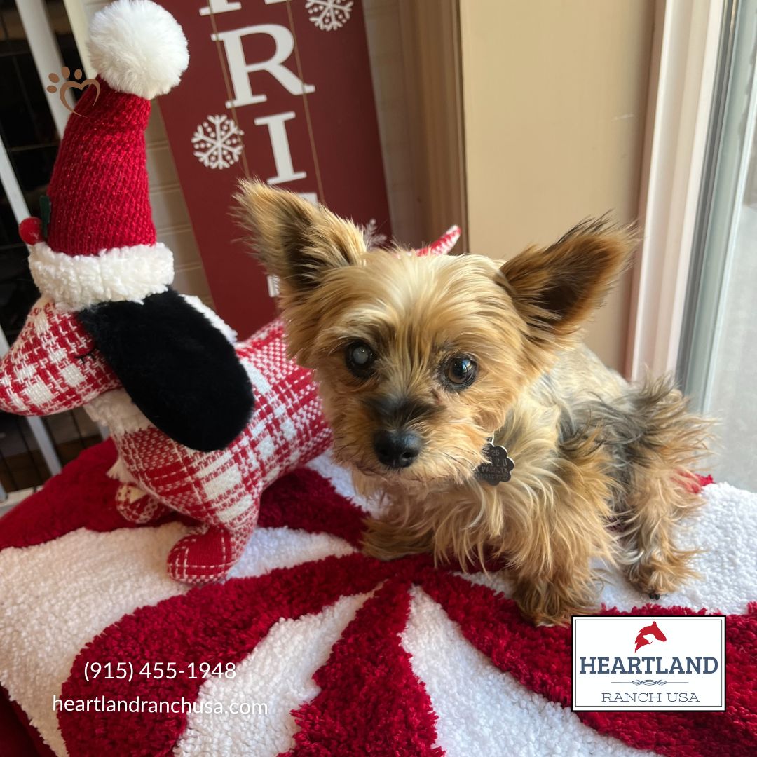 Heartland - The Christmas magic is still lingering at the ranch Bella ...