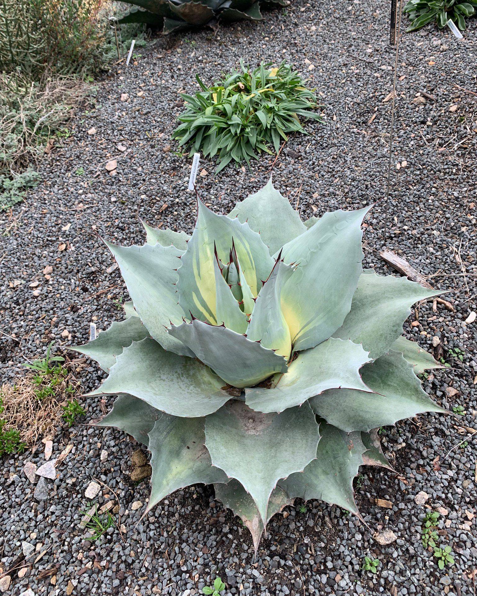 Agave ovatifolia 'Awekening Angel'