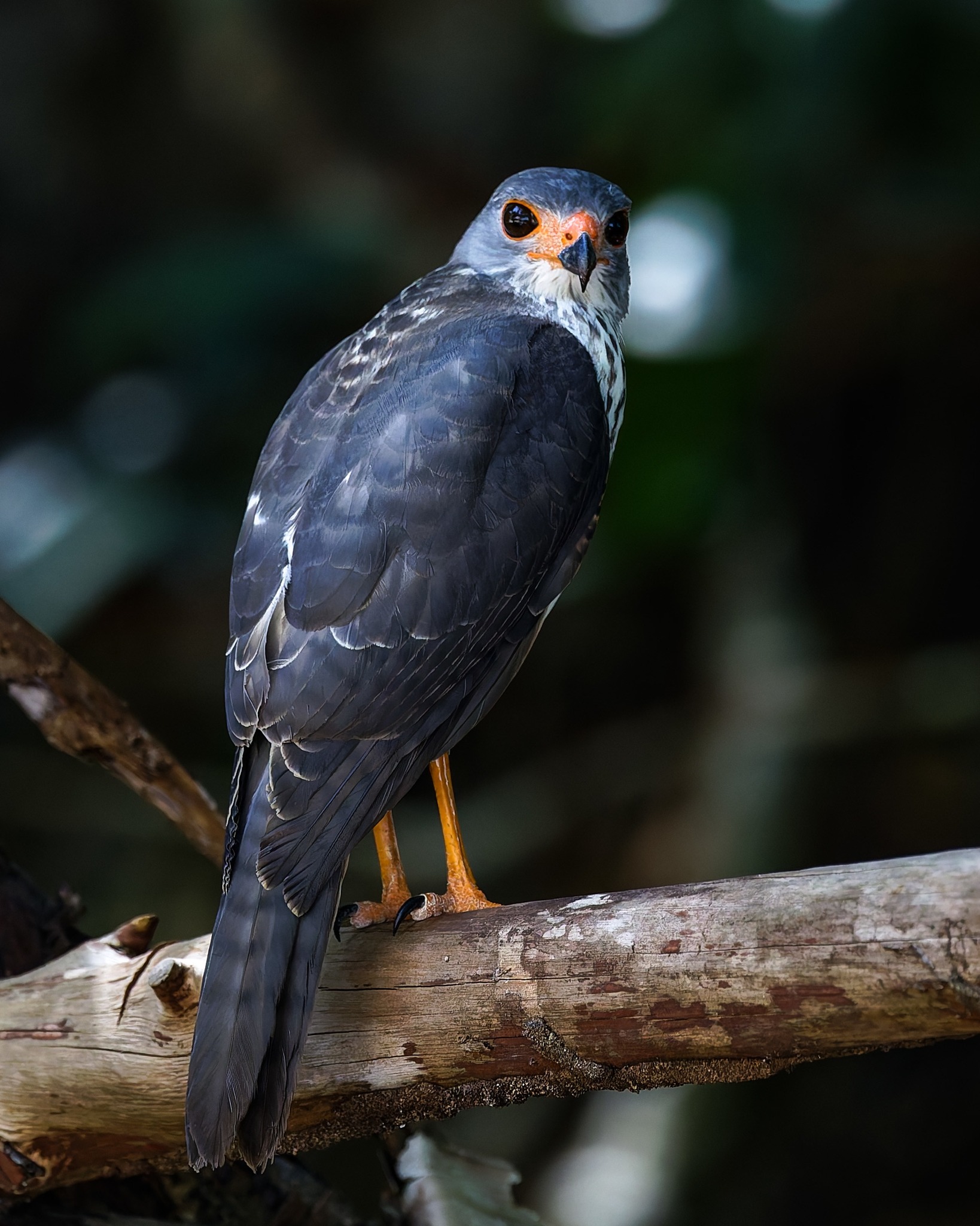 Eaglewatch - NORTHERN GOSHAWK - Reckless and fearless • NL : Havik ...