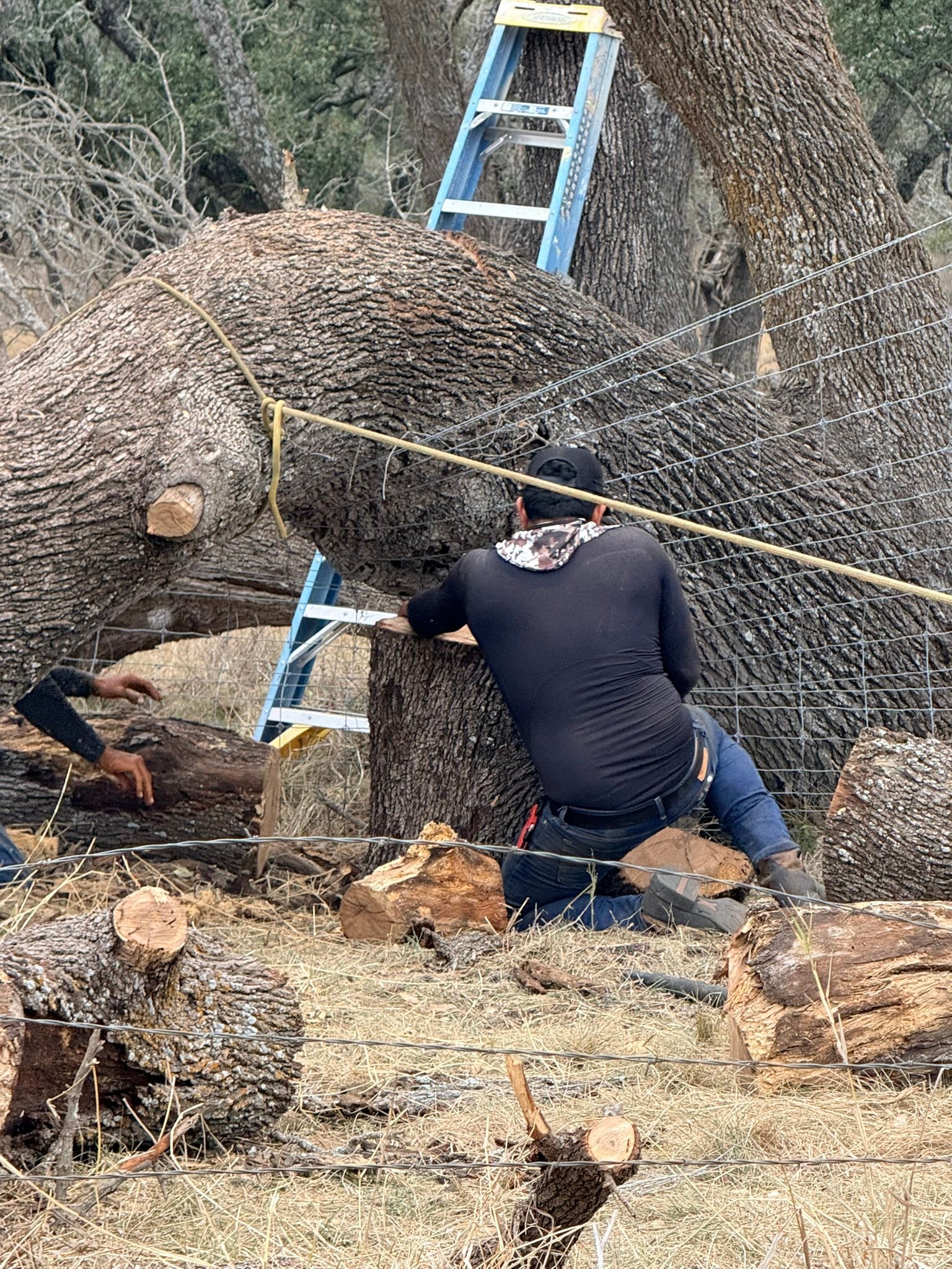 Metropolitan Tree Service | San Antonio TX
