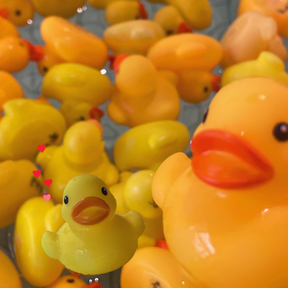君津の湯 - 🐣本日アヒル風呂開催中です🐣 大きなアヒルから小さな