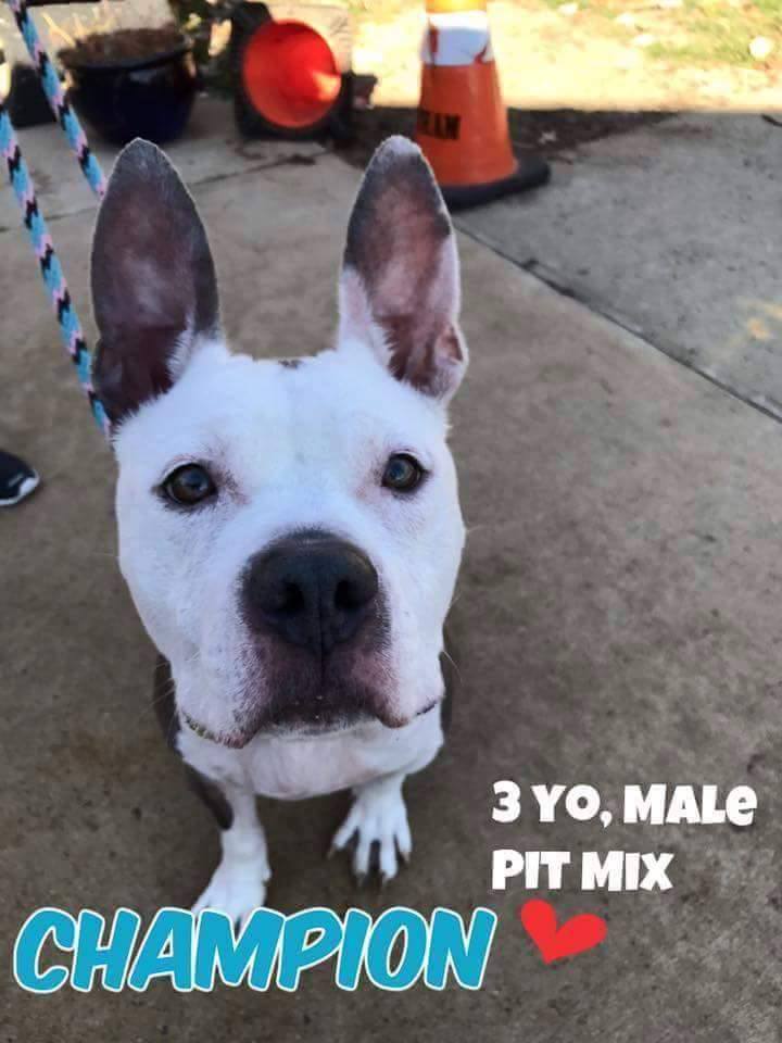 b12 injections dog Can any rescues help this special boy? He's only 3 years young and good with other dogs. He has a pancreatic inefficiency and has to get once a week for loss of appetite Volume:10mg – 5 vial lab pack (Save 5%) 5-Amino-1MQ 10mg (RUO) – C-Bestsellers