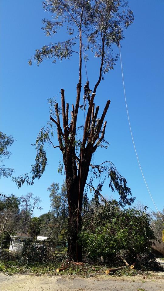 Master Tree Services | San Diego CA