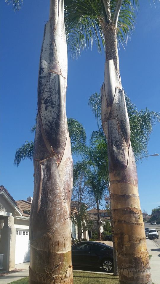Master Tree Services | San Diego CA