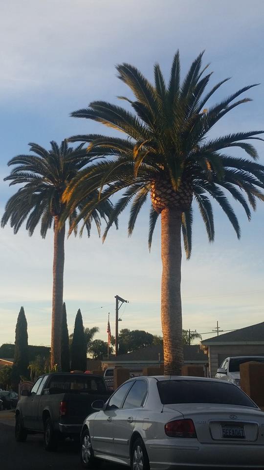 Master Tree Services | San Diego CA